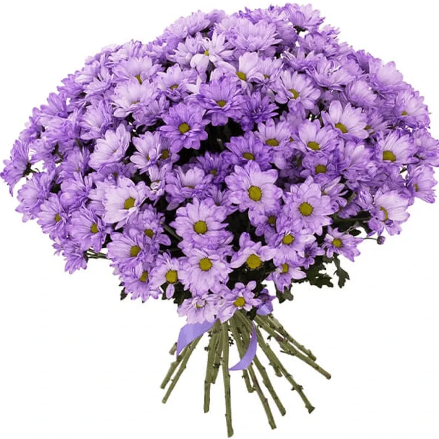 Хризантемы ромашковые сиреневые